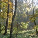 Natur und Stille - Waldblick 2 web.jpg